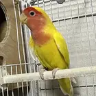 ذكر روز منتج ومعاه شهادة تحليل