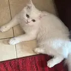 قطين للتبني