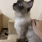 قطوه
