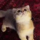 للبيع سكوتش فولد