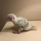 فرخ كنيور مون شيك