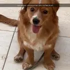 كلب دوتش سبانييل للبيع