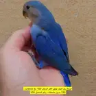 فروخ روز اليفه