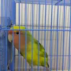 عصفور روز الجنس غير معروف العمر سنه الصحه ممتازه