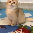 سكوتش فولد قولد ny-11