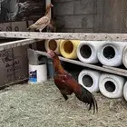 (دجاج باكستاني فاخر)