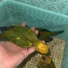 فروخ صن كنيور شمسي(احجام وصبغات مميزه)