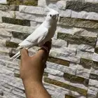 كروان البينو اليف ومتكلم .تم البيع