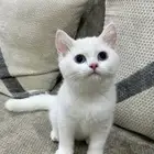 قطة سكوتش ستريت