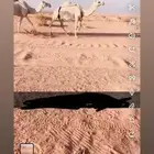 للبيع نياق وضح العدد 3 ضرايب علَى جميع اشروط السوم 5600