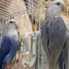 جوز روز انتاج