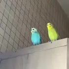 بادجي