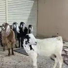 معزا مضاريع للبيع .