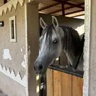 حصان