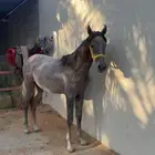مهره فاخره