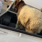 الخروف للبيع