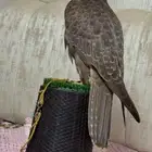 صقر حر من حر للبيع