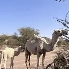 ناقة خلفه