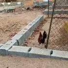 ديك بلدي