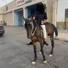 حصان شعبي طراب