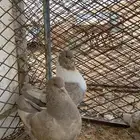 جوز كنق بفرخه