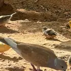 حمام هولندي