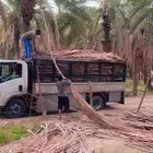 سعف جريد صريف نخل للبيع يوجد توصيل لجميع المناطق