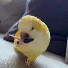 كويكر اصفر لاتينو عيون حمر