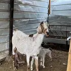 عنز بيشيه والد