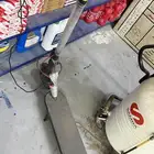 سكوتر شاومي للبيع بسعر 500 او 450