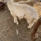 طليان حري عدد 5