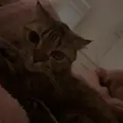 انثى شيرازي للبيع