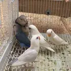 روز
