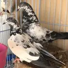 حمام باكستاني