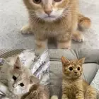 قطط لتبني