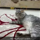مكافاة ماليه 1500 اللي يلقاها