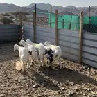 طليان تم البيع