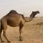 بكره صفر لقحه