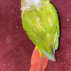 فرخ كنيور اناناسي