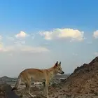 ذ-ي-ب وليف للبيع