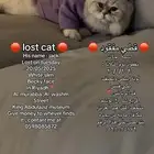 قط مفقود