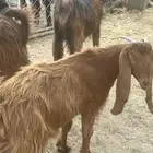 جفار عوارض للبيع