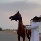 مهر عربي اصيل