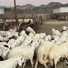 طليان سواكن جادعان مرابى فاخر