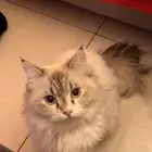 قط شيرازي وعنده اكله وكلشي