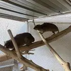 وبر ان بر يه