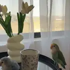 زوج روز
