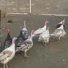 دجاج رومي نضييف