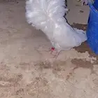 للبيع ذكر فوطه ابيض كامل