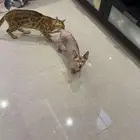 قط بنغال و قط فرعوني سيفنيكس قزم